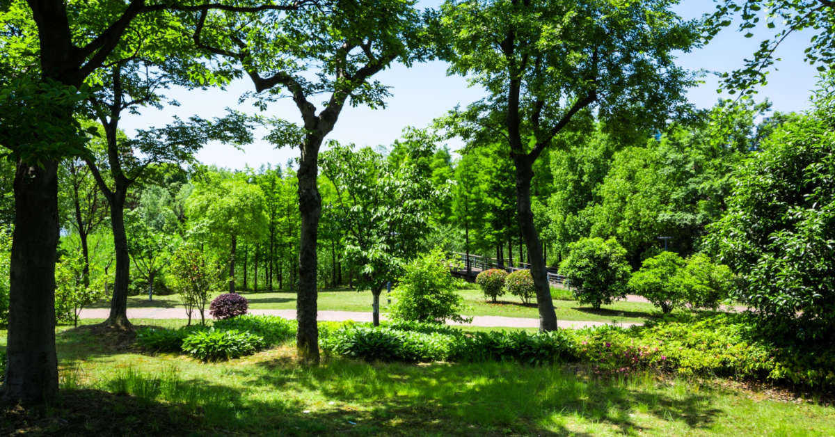 Najpiękniejsze drzewa do małego ogrodu – opis, uprawa