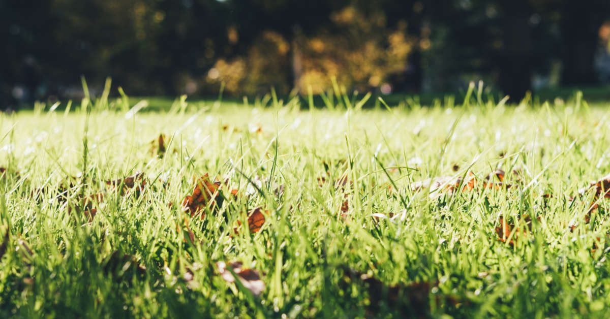 Jaki nawóz na zagęszczenie trawy stosować?