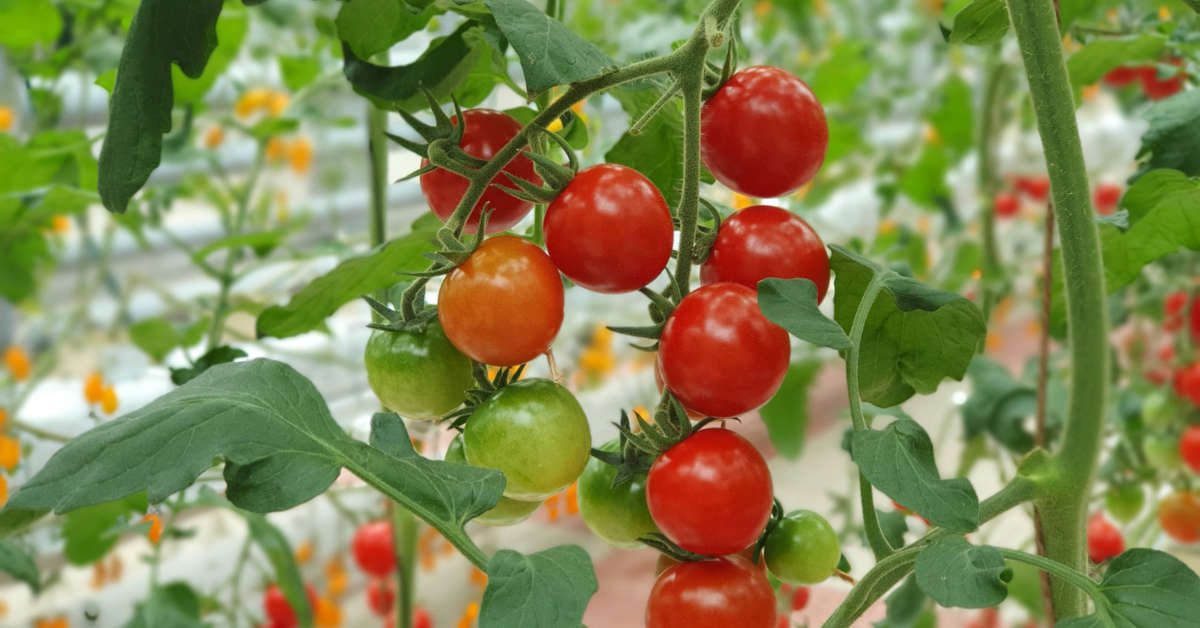 Zapylanie pomidorów wodą z cukrem