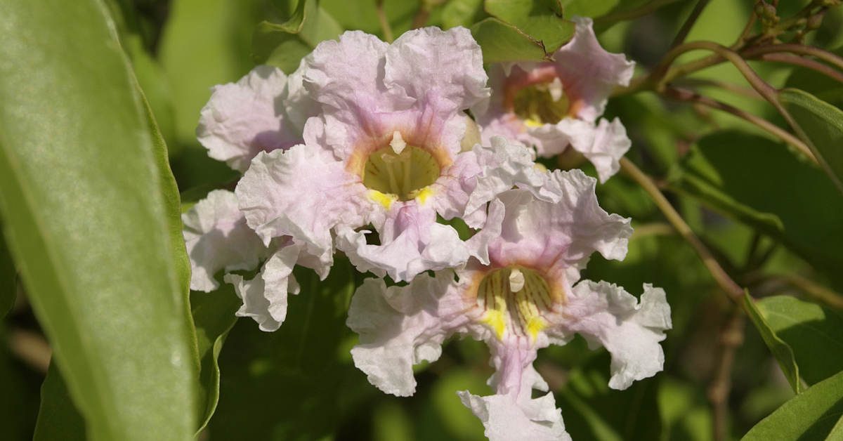 Jak szybko rośnie katalpa?