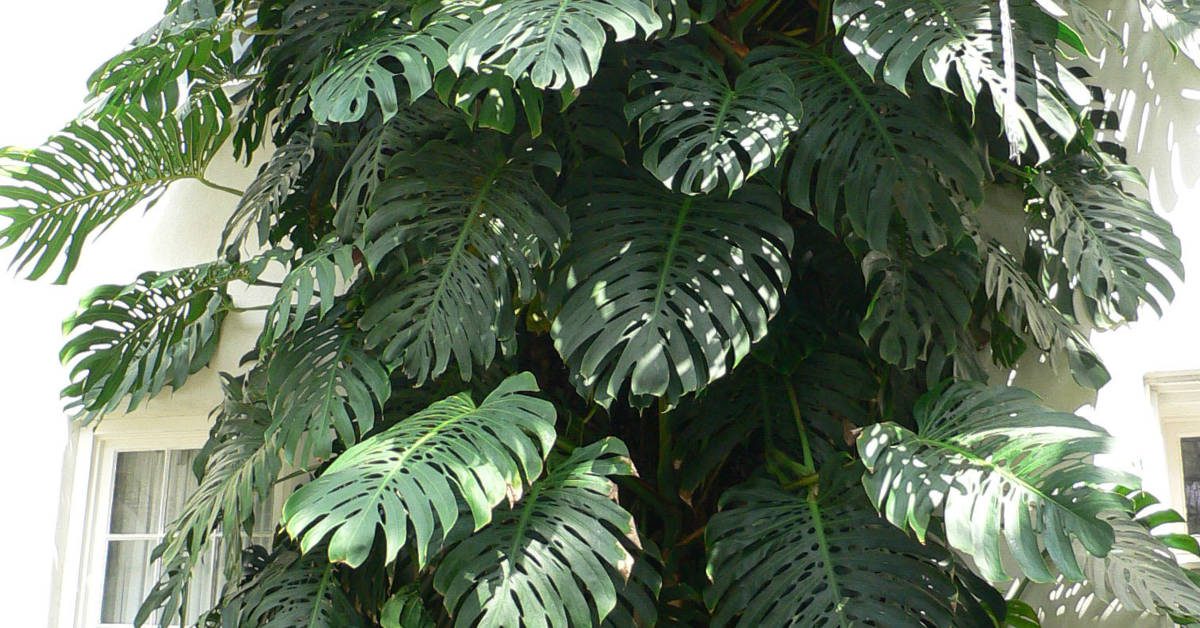 Jak rozmnożyć monsterę?