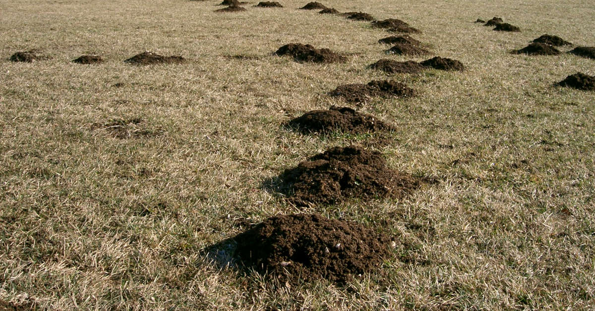 Siatka na krety – cena, rodzaje, montaż
