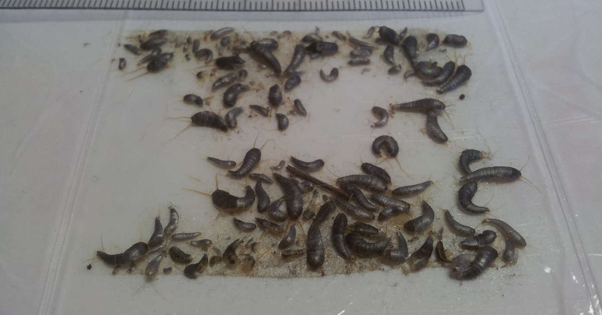 Jak pozbyć się rybików z mieszkania?