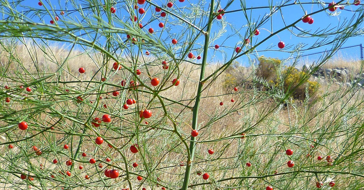Asparagus ogrodowy – uprawa, pielęgnacja, rodzaje