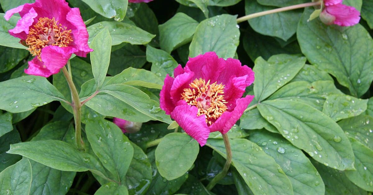 W jakim towarzystwie sadzić piwonie?