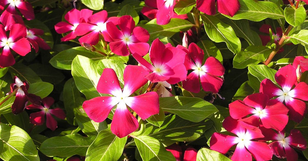 Katarantus różowy – uprawa i pielęgnacja