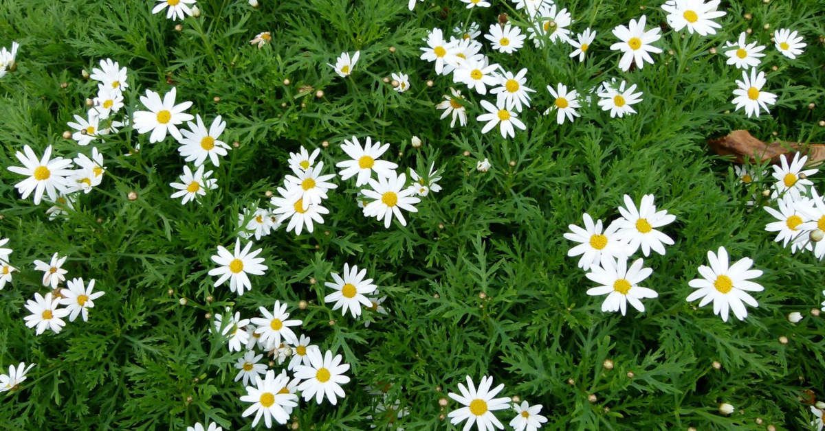 Złocień krzewiasty – wygląd, uprawa, pielęgnacja