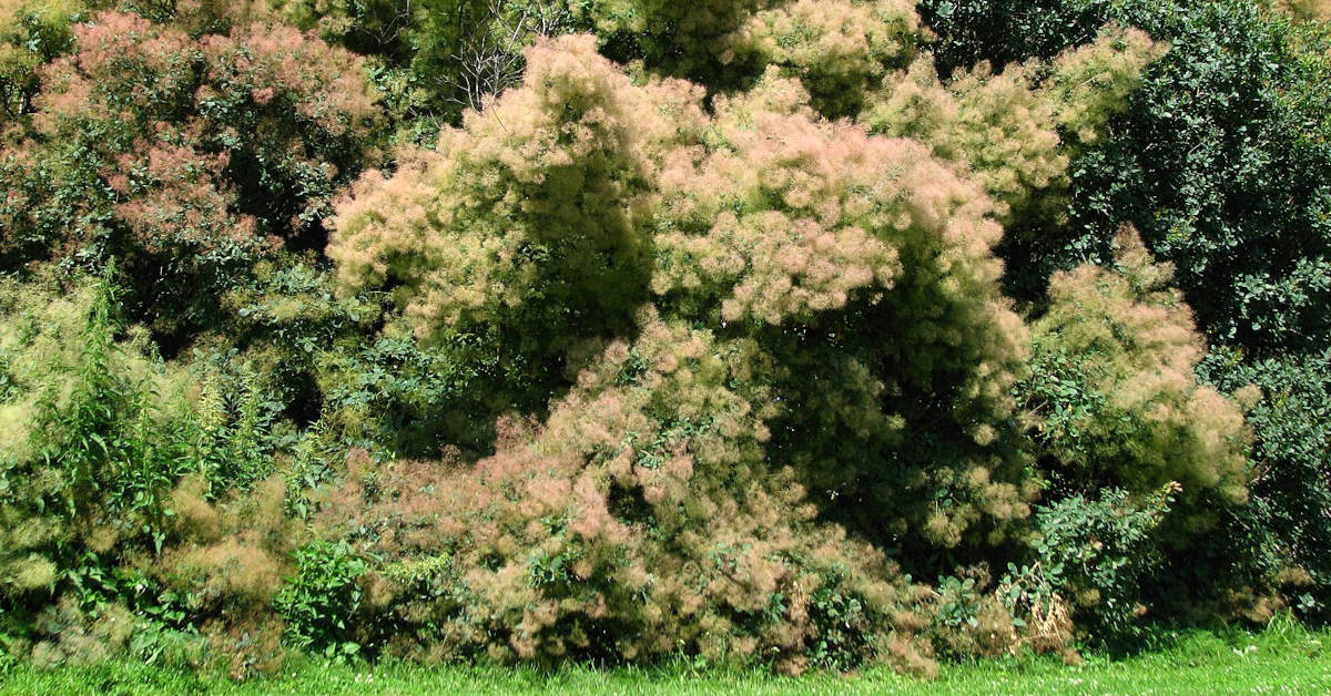 Jak szybko rośnie perukowiec?