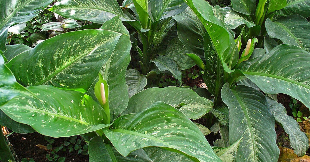 Difenbachia – żółknięcie liści. Przyczyny i środki zaradcze