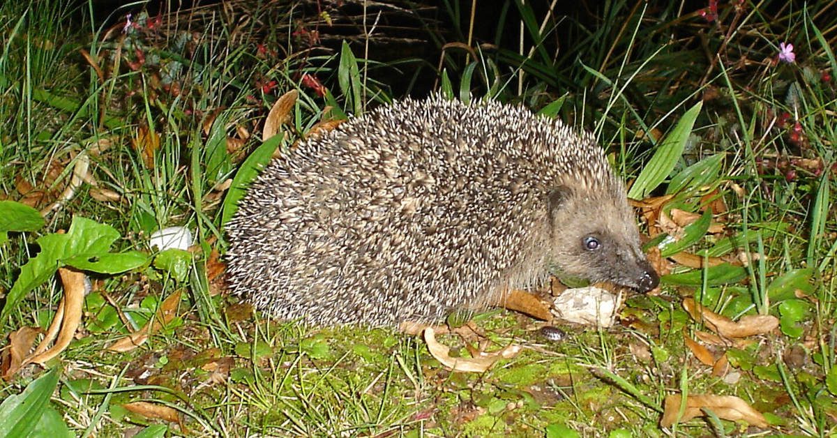 Czym karmić jeża w ogrodzie?