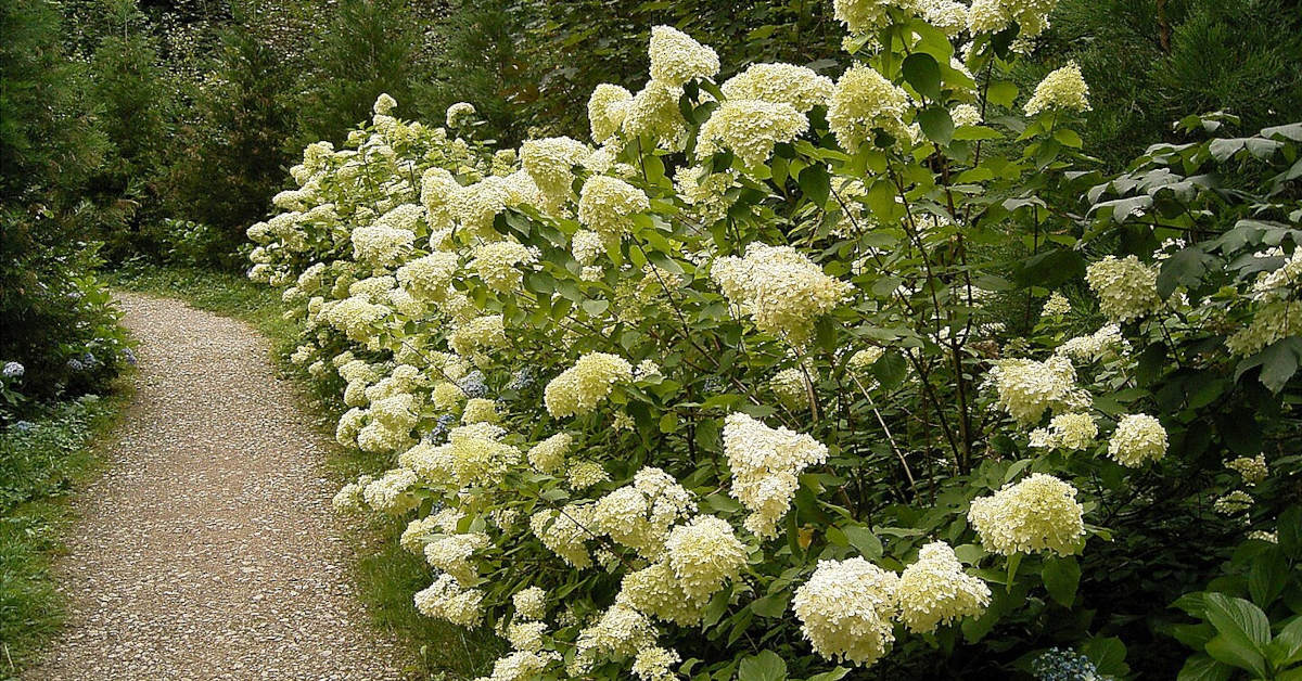 Co posadzić obok hortensji bukietowej?