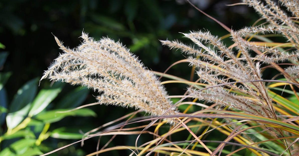 Kiedy przesadzać trawy ozdobne w ogrodzie?
