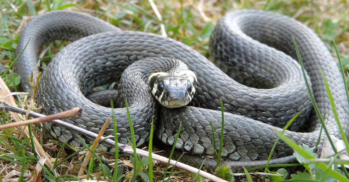 Zaskroniec a padalec – jak odróżnić te zwierzęta?