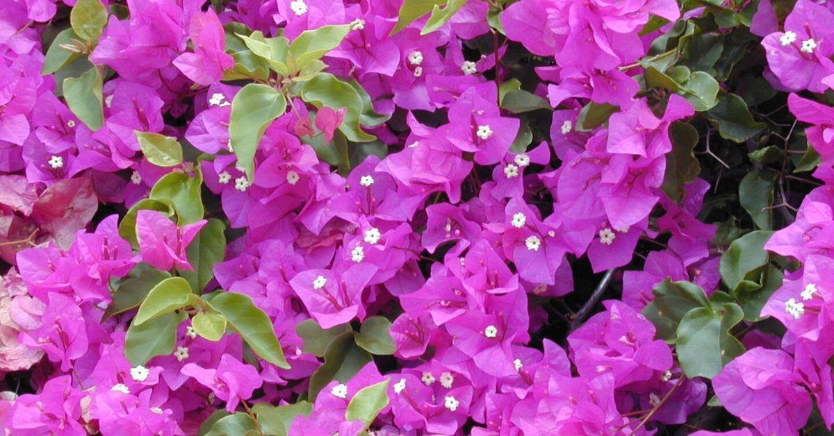 Bugenwilla (kącicierń) – uprawa, pielęgnacja, zimowanie