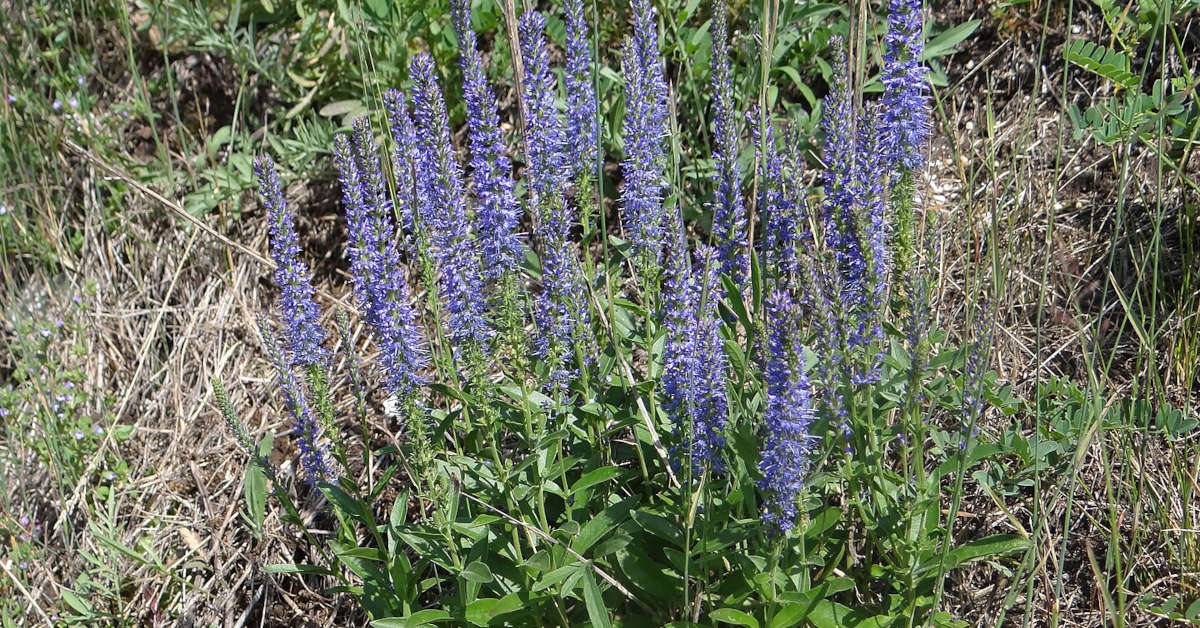 Przetacznik kłosowy – uprawa i pielęgnacja