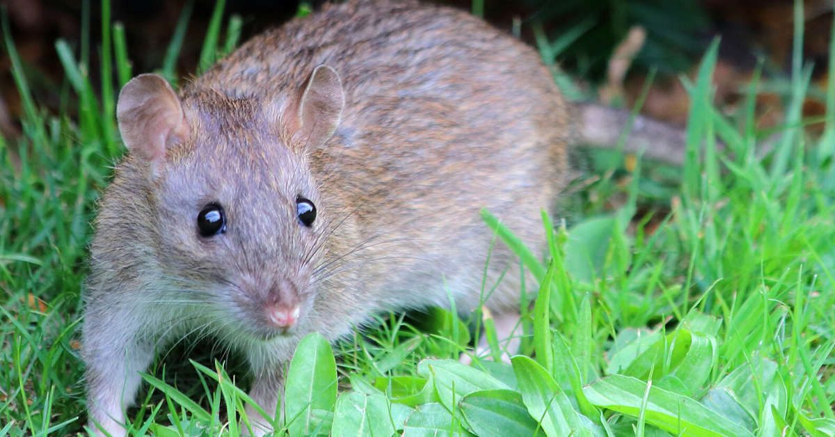 Szczur a mysz – różnice w wyglądzie