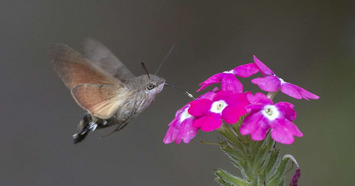 Polski koliberek (Fruczak gołąbek) – co o nim wiemy?