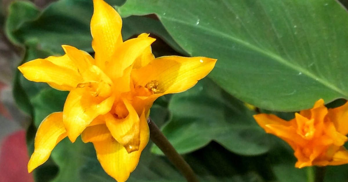 Calathea crocata – uprawa i pielęgnacja