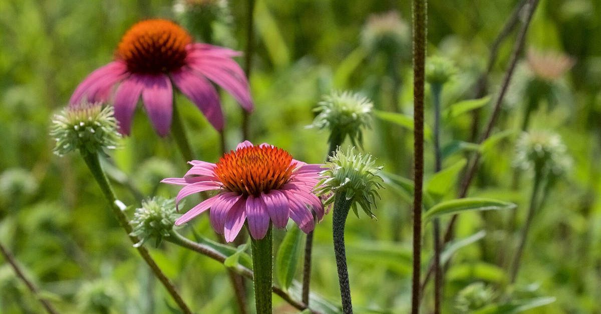 Kwiaty lubiące słońce w ogrodzie – które są najpiękniejsze?