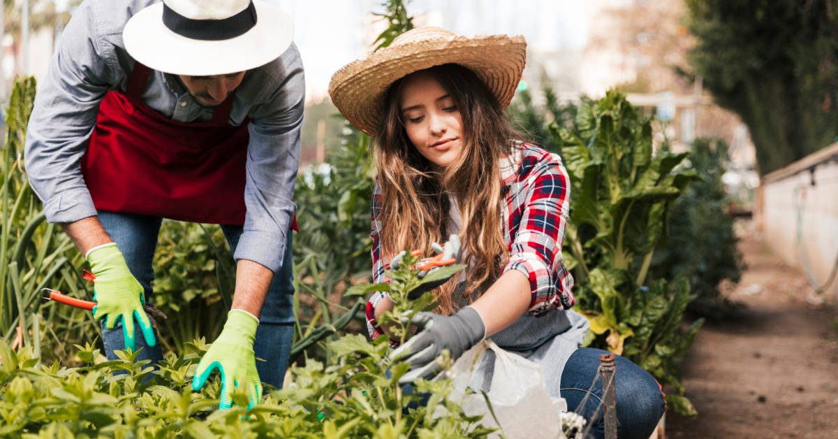 Co siać w sierpniu? Poradnik ogrodnika