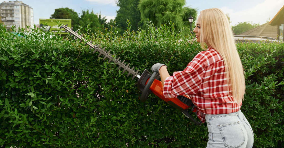 Niewymagające rośliny na żywopłot – co wybrać?