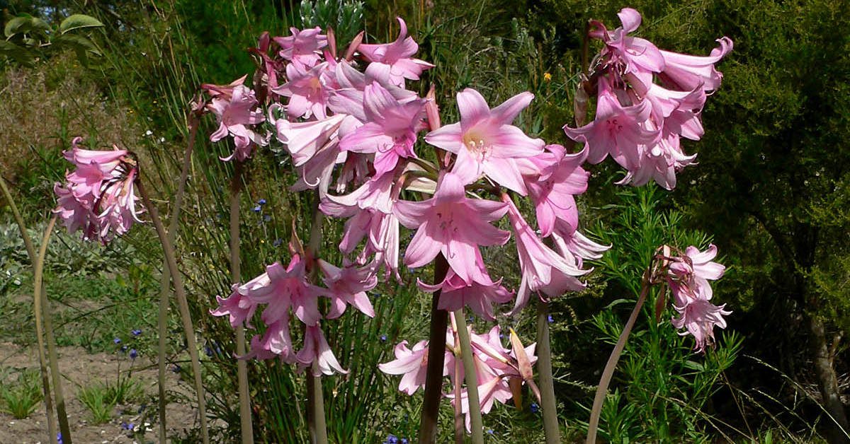 Amarylis (hipeastrum) – uprawa i pielęgnacja