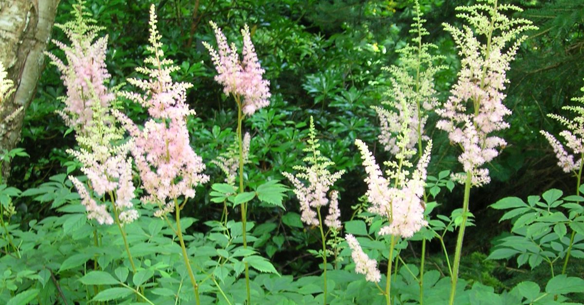 Dlaczego tawułki usychają? Jak temu zaradzić?