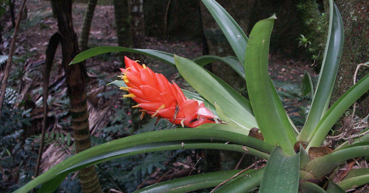 Kwiat guzmania – co robić gdy przekwitnie?