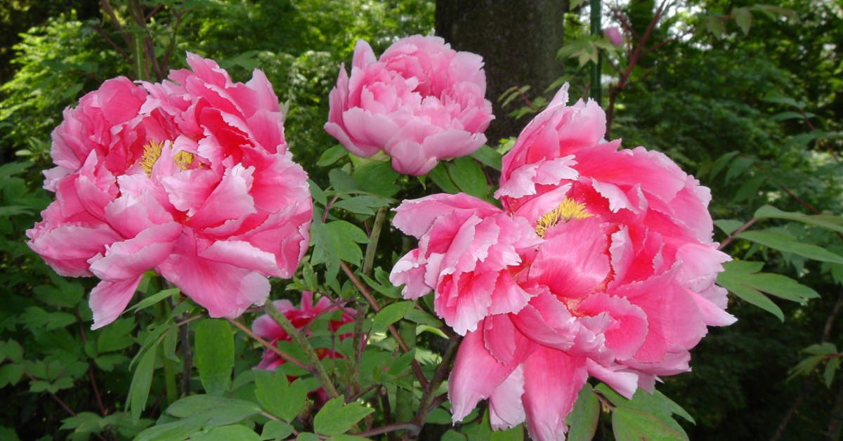 Kiedy ścinać liście piwonii?