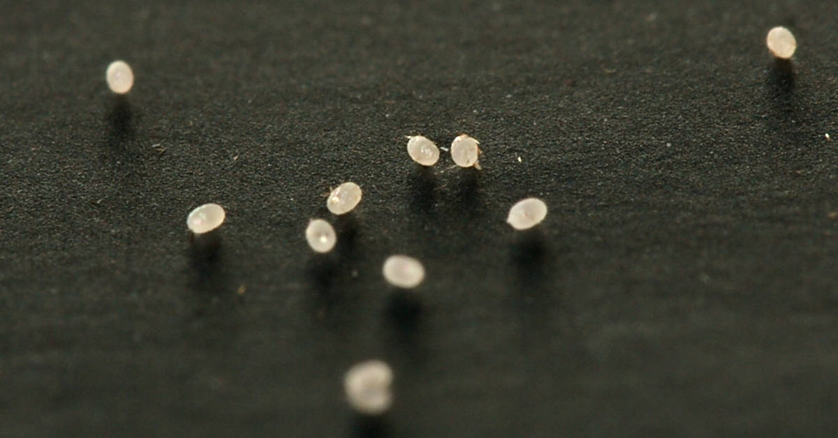 Jaja moli spożywczych – jak wyglądają?