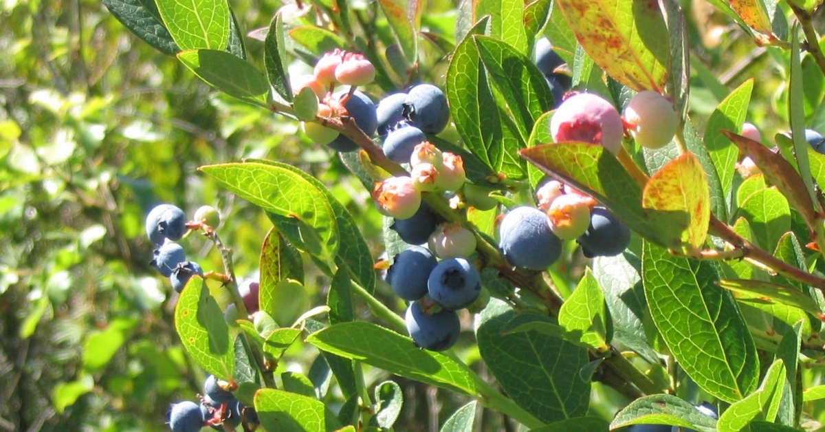 Przenawożenie borówki amerykańskiej – objawy