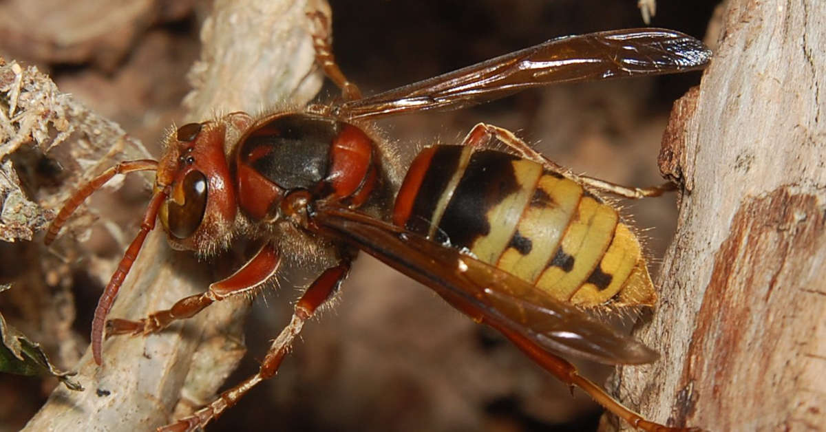 Kto ma obowiązek usunąć gniazdo szerszeni?
