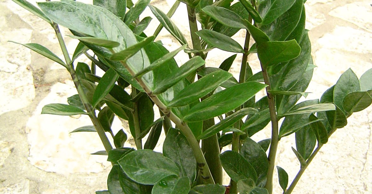 Kwiat zamiokulkas – czy jest trujący?