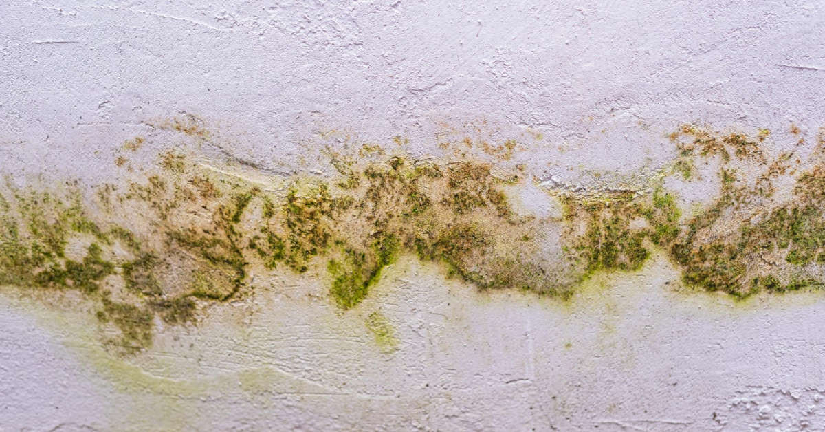 Pleśń na ścianie – przyczyny, zwalczanie, zapobieganie