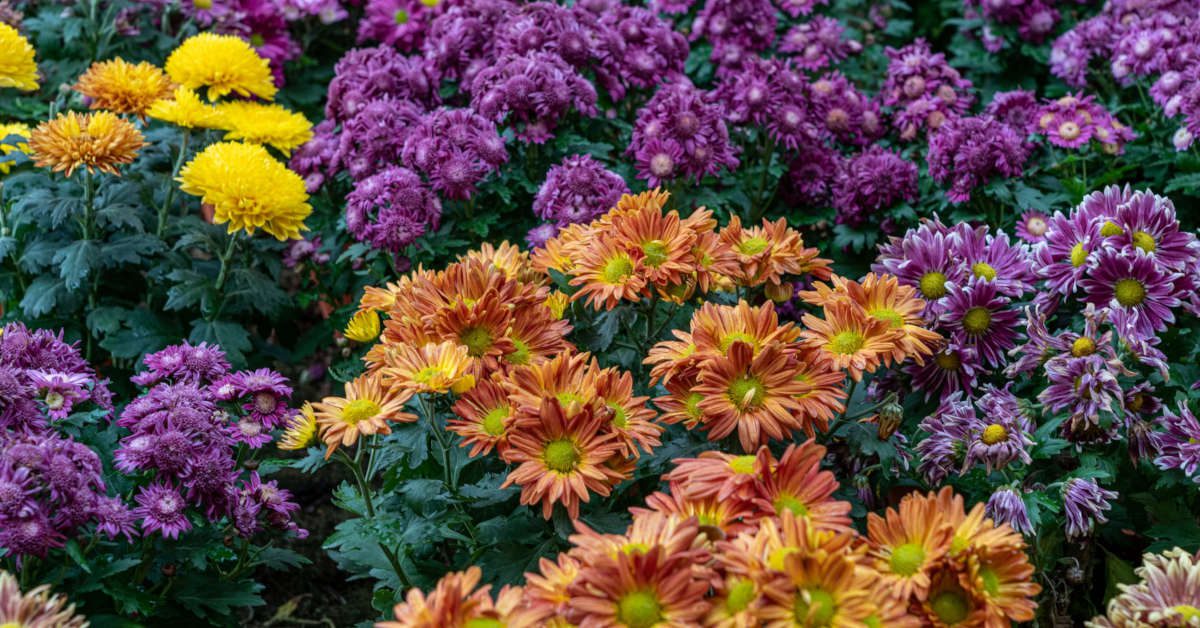 Kwiaty ogrodowe długo kwitnące – które polecamy?