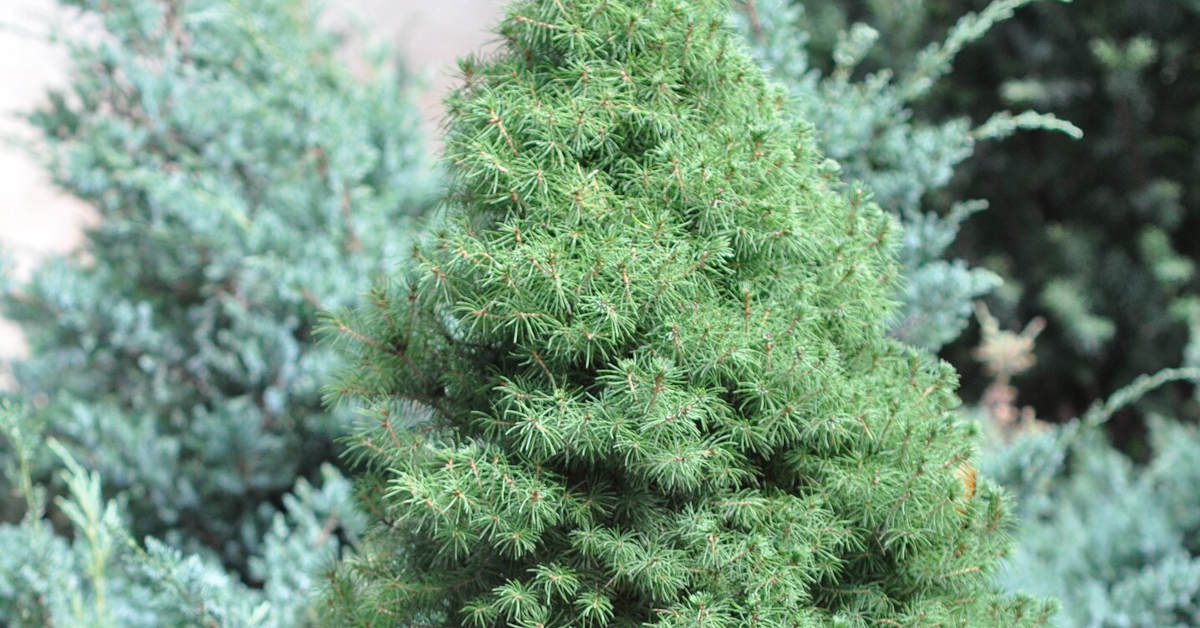 Iglaki miniaturowe przed domem – które wybrać?