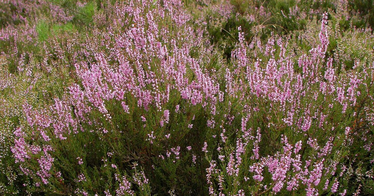 Jaka ziemia do wrzosów będzie najlepsza?