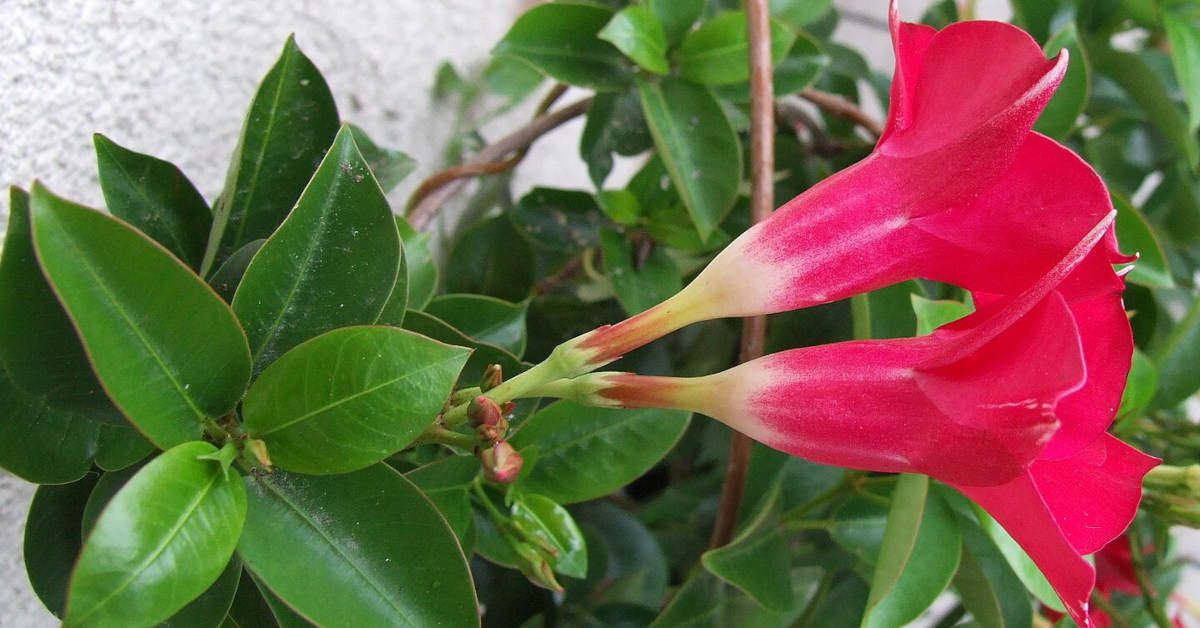 Jak uratować sundaville? Nasze sposoby na odratowanie rośliny