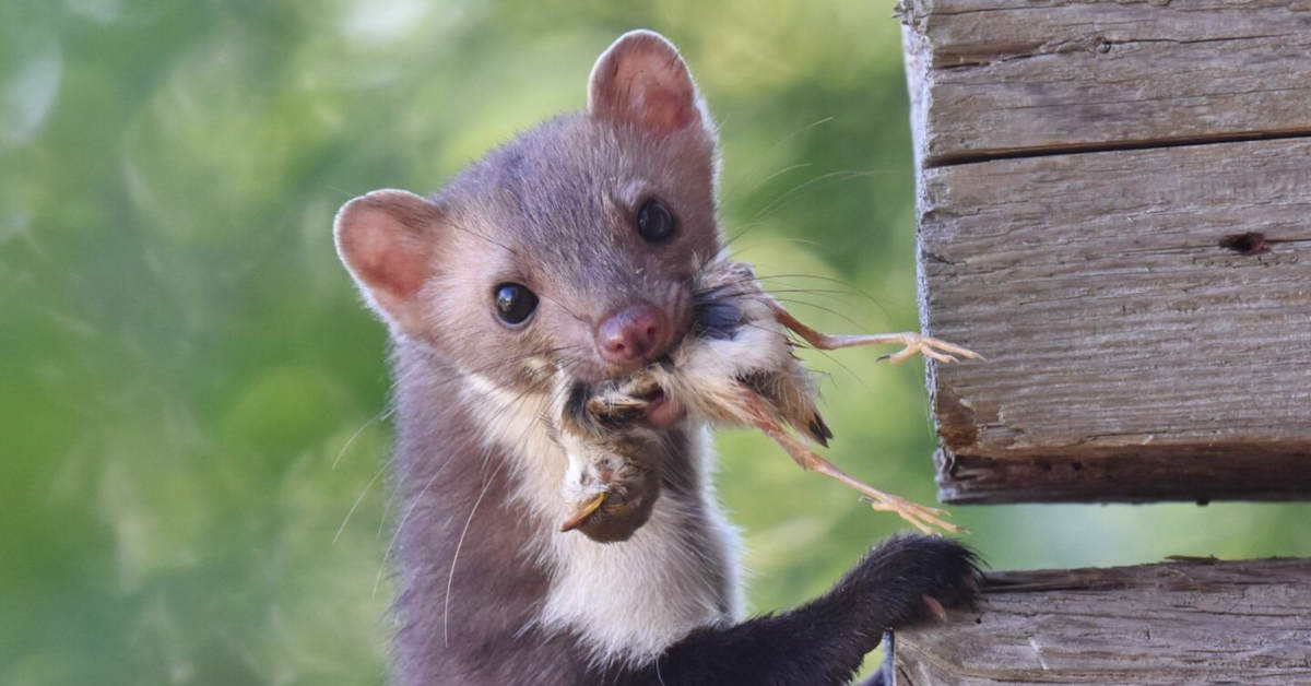 Jak wygląda gniazdo kuny?