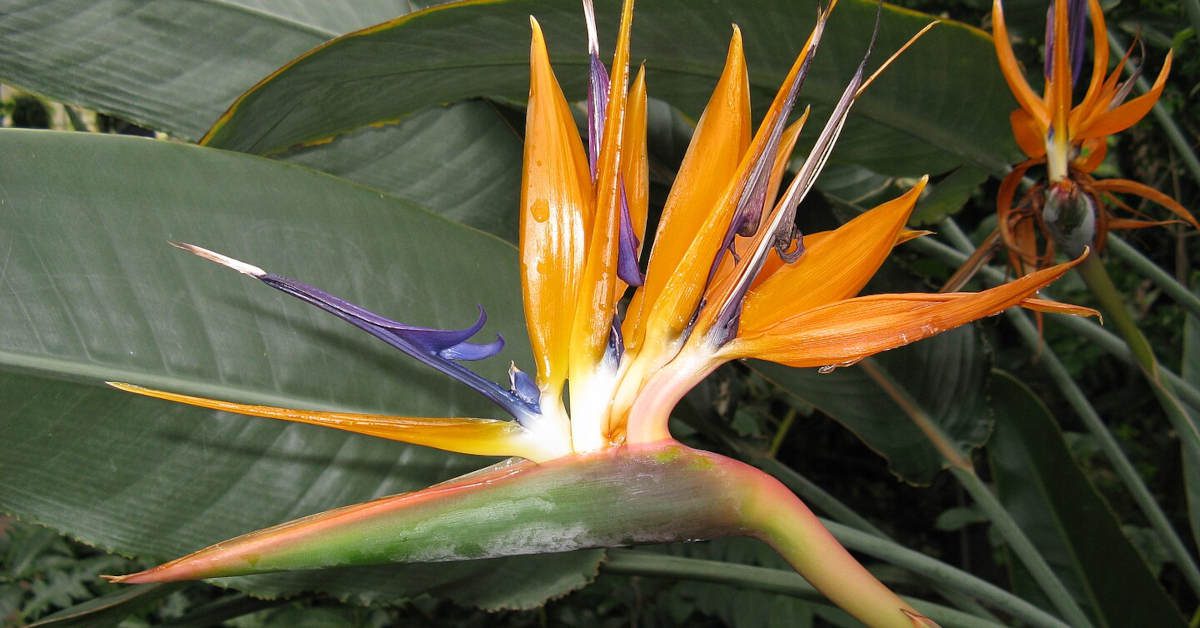 Strelicja – uprawa, pielęgnacja, rozmnażanie