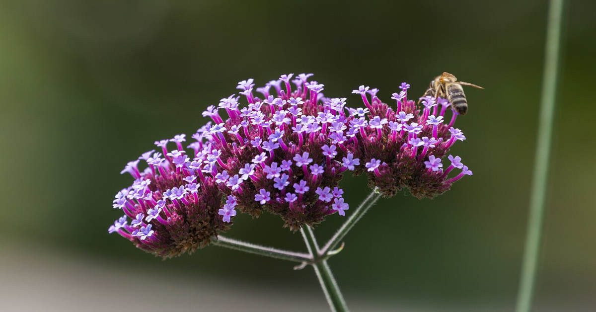 Werbena patagońska – uprawa i pielęgnacja