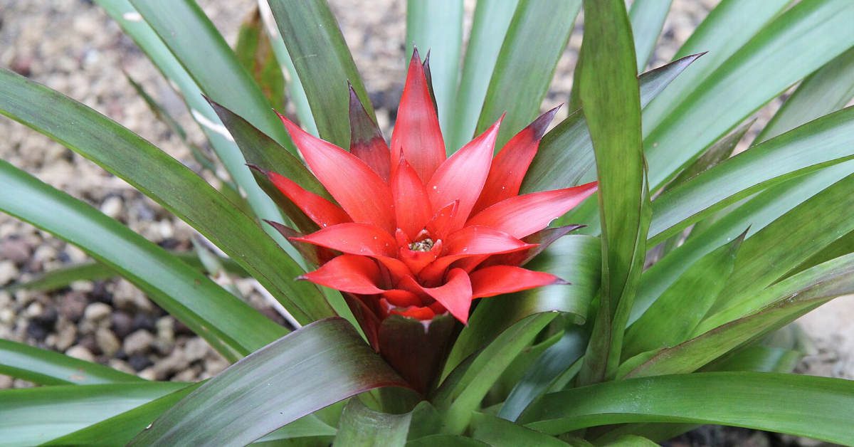 Co zrobić gdy bromelia przekwitnie?