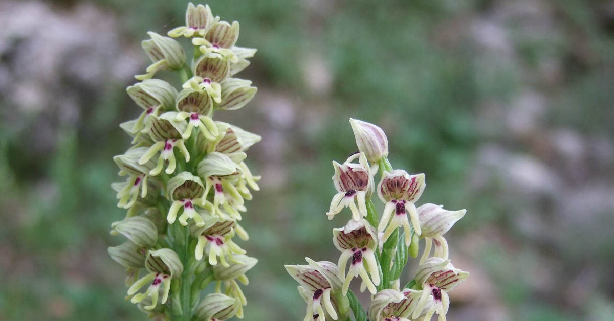 Storczyk – uprawa, pielęgnacja, rozmnażanie