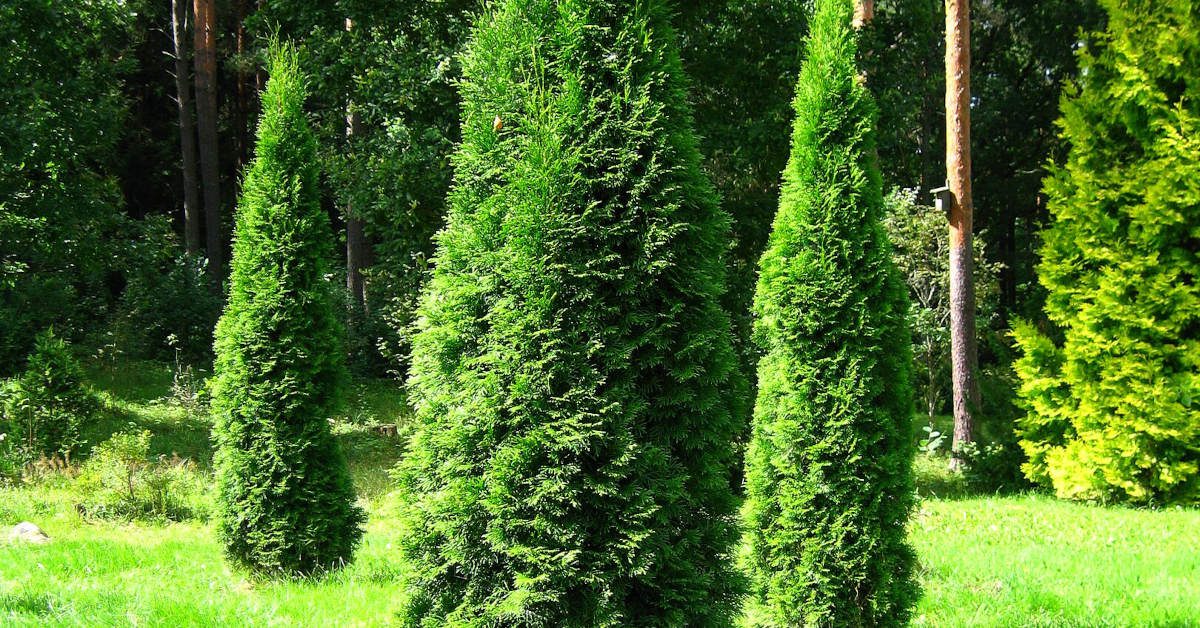 Drastyczne cięcie tui – o ile można skrócić drzewko?