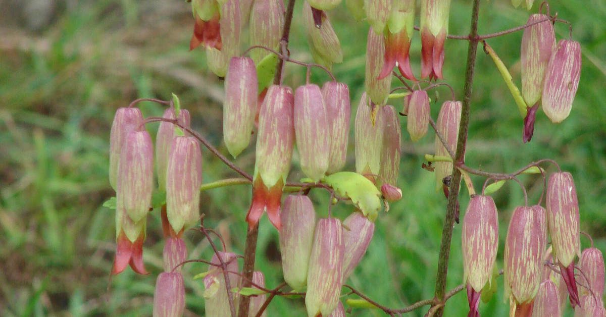 Kwiat kalanchoe po przekwitnięciu – jak ponownie rozbudzić?