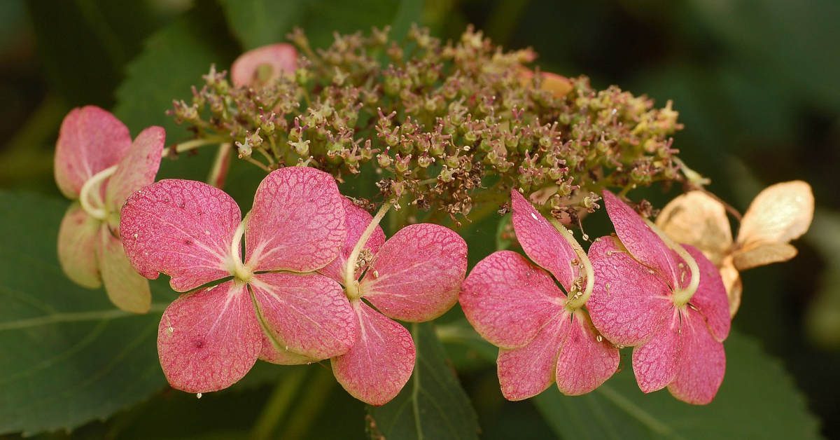 Jak rozmnożyć hortensje? Metody na sadzonki!
