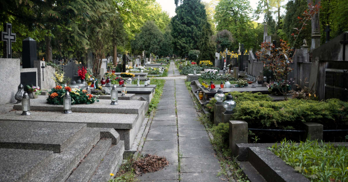 Kwiaty na cmentarz żywe w doniczce – co wybrać?