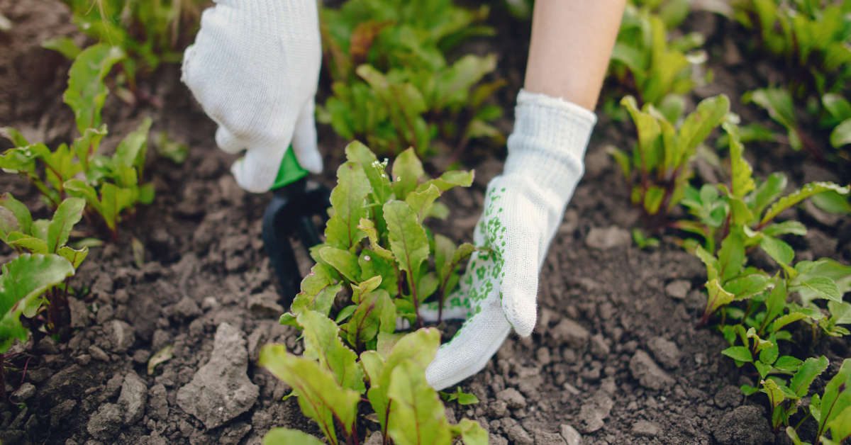 Co siać w lipcu? Poradnik ogrodnika