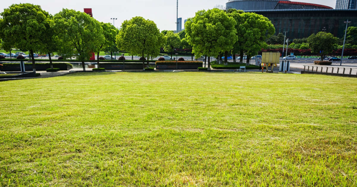 Trawa z rolki – cena za m2