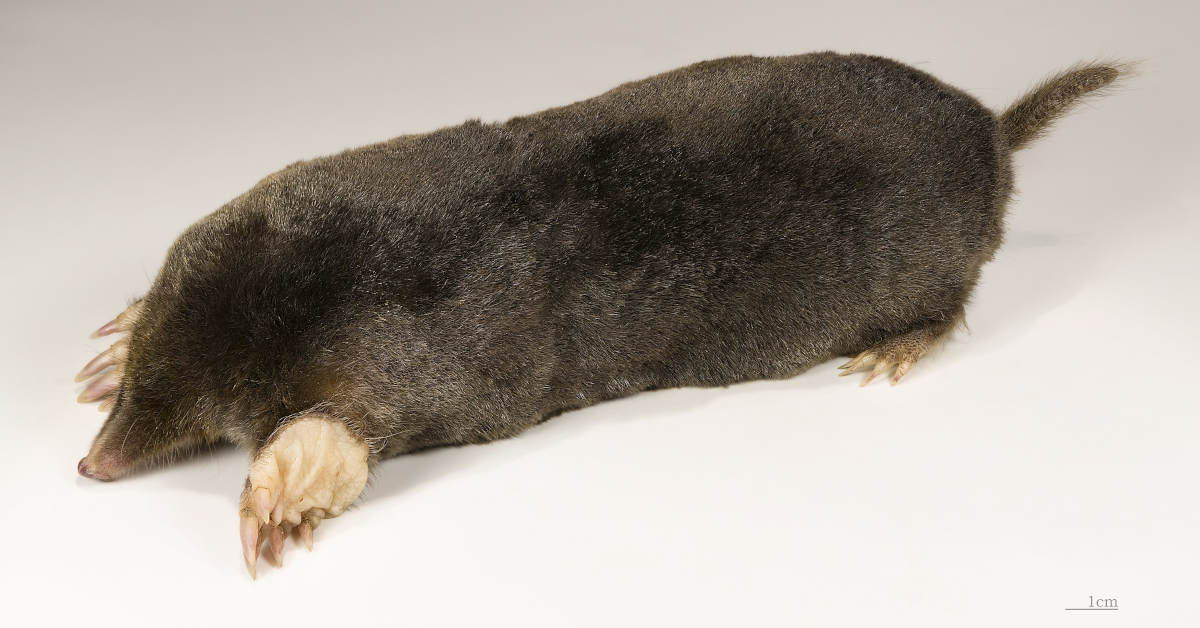 Quickphos – jak stosować na krety?